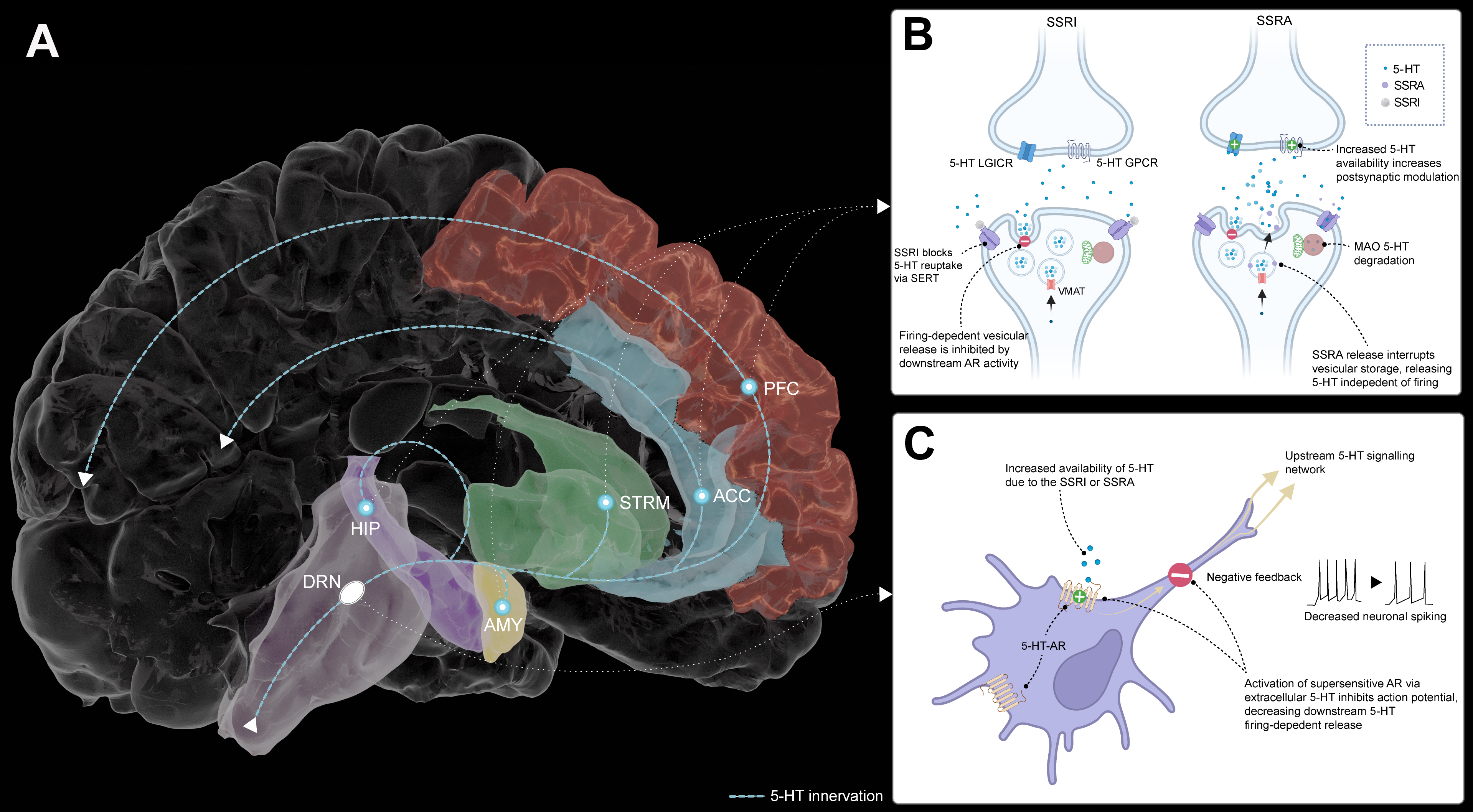 Illustration of serotonergic innervation throughout the brain, and the mechanism of two serotonin drugs. From Colwell et al. 2024.