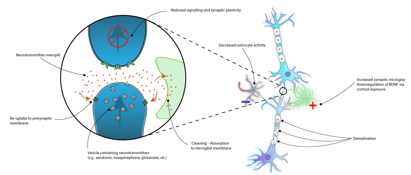 Illustration of monoaminergic dysregulation. Not published.